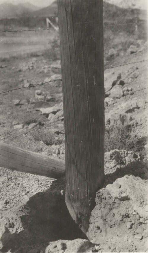Photo- two wooden power line poles