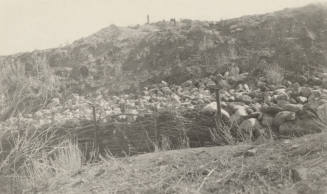 Photo- the bank of Power Canal between 9 mile post and flume
