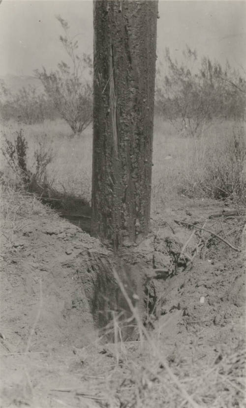Photo- close up view of creosoted fir pole