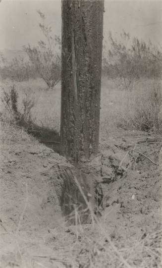 Photo- close up view of creosoted fir pole