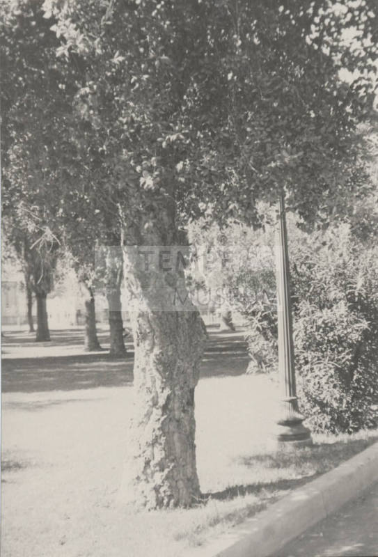 Tree and park-like area at Arizona State University