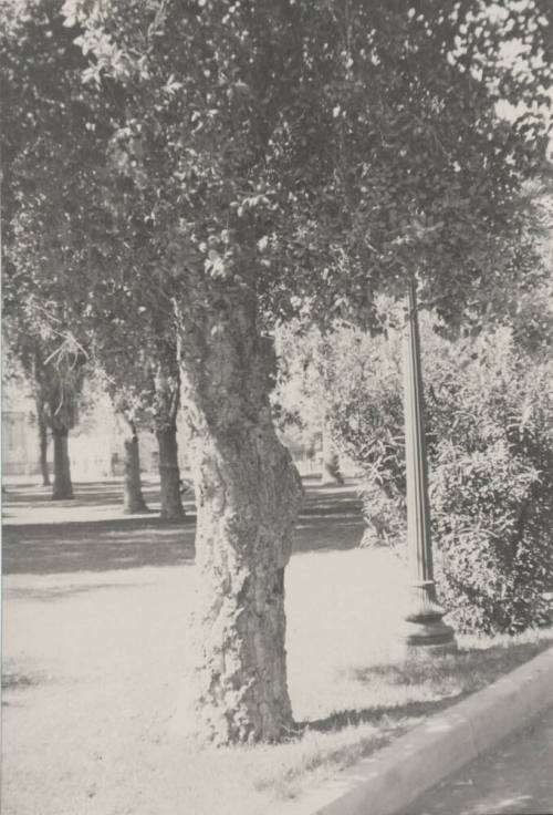 Tree and park-like area at Arizona State University