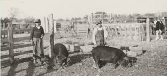 Elementary School pupils at the College Farm
