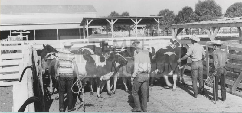 Men herding cattle into stock corral at College Farm