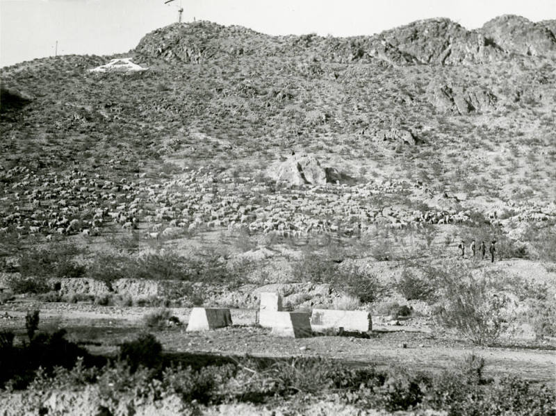 Sheep Grazing on "A" Mountain