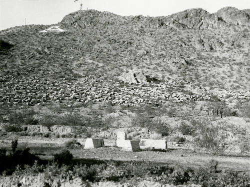 Sheep Grazing on "A" Mountain