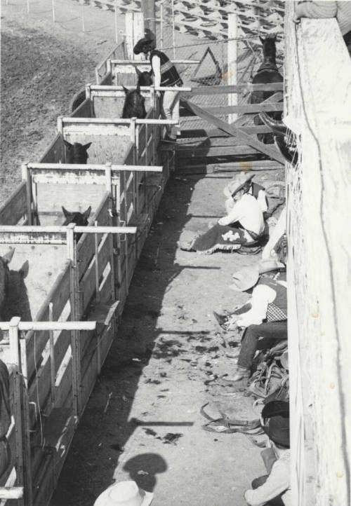 Rodeo Contestants Awaiting their Turn to Ride