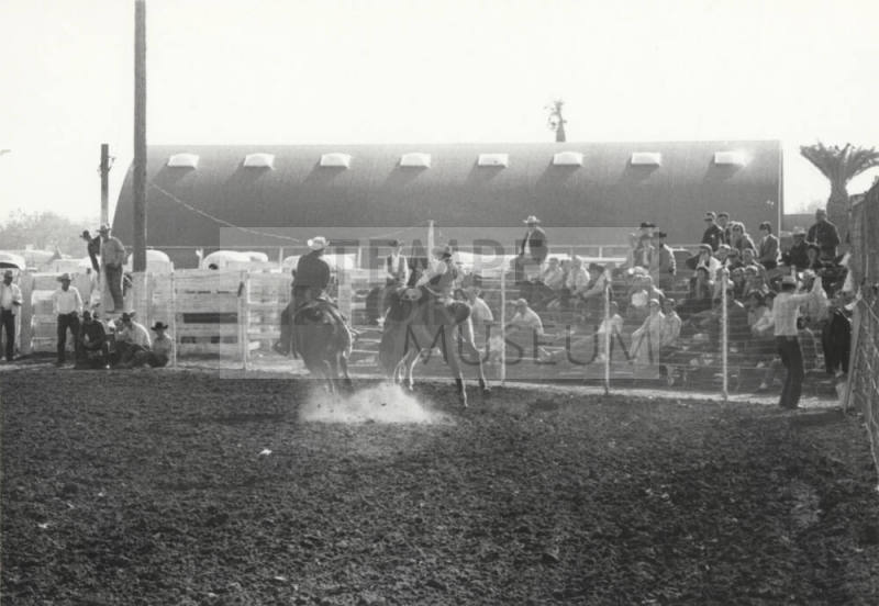 Bronc Rider at Arizona State University Rodeo