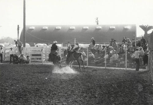 Bronc Rider at Arizona State University Rodeo
