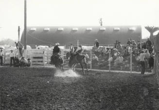 Bronc Rider at Arizona State University Rodeo