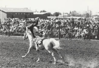 Trick Horseback Rider at Arizona State University Rodeo