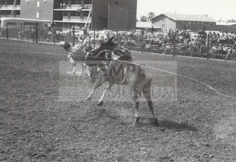 Rodeo Contestant Being Bucked Off by his Bronc
