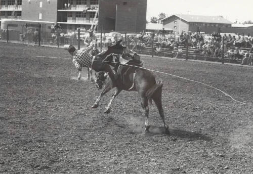 Rodeo Contestant Being Bucked Off by his Bronc