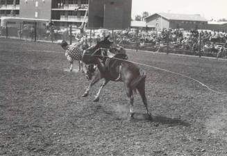 Rodeo Contestant Being Bucked Off by his Bronc