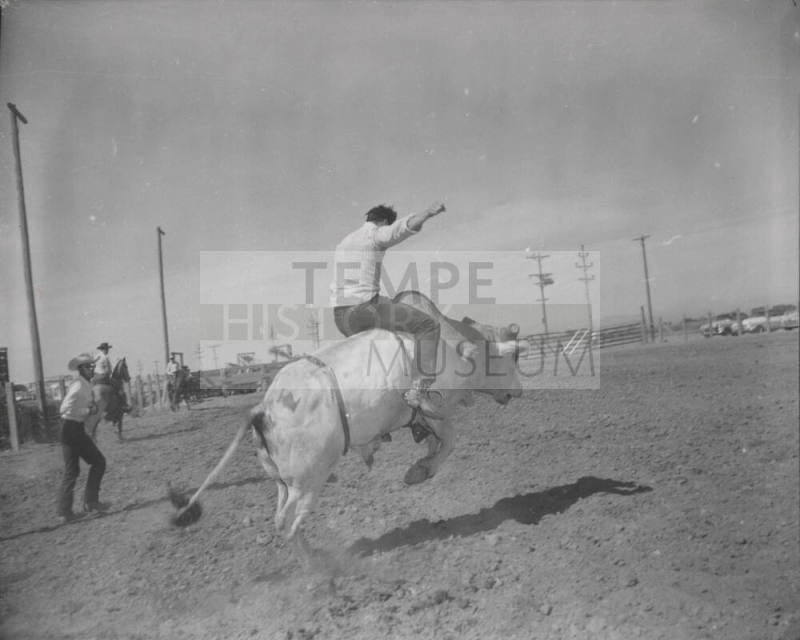 Bull Rider at Arizona State University Rodeo