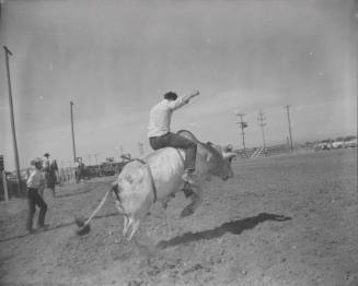 Bull Rider at Arizona State University Rodeo