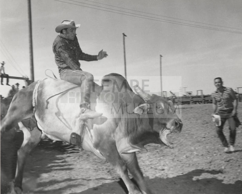 Brahma Bull Rider