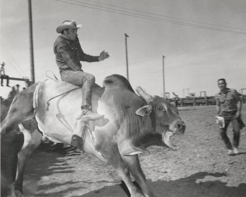 Brahma Bull Rider