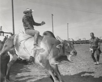 Brahma Bull Rider