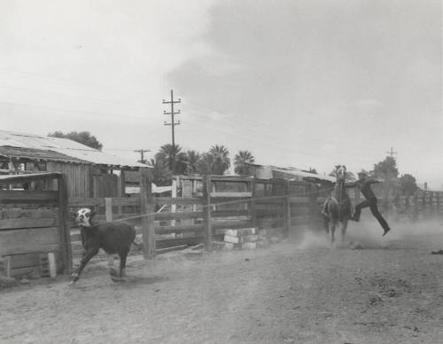 Calf Roping Event