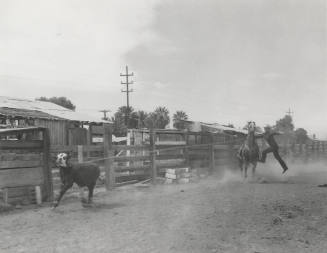 Calf Roping Event
