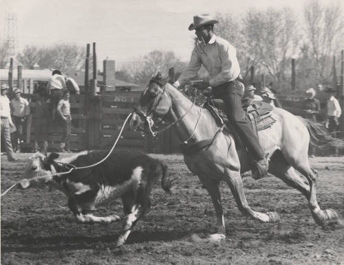 Cowboy Roping a Calf at the Rodeo