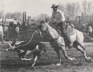Cowboy Roping a Calf at the Rodeo